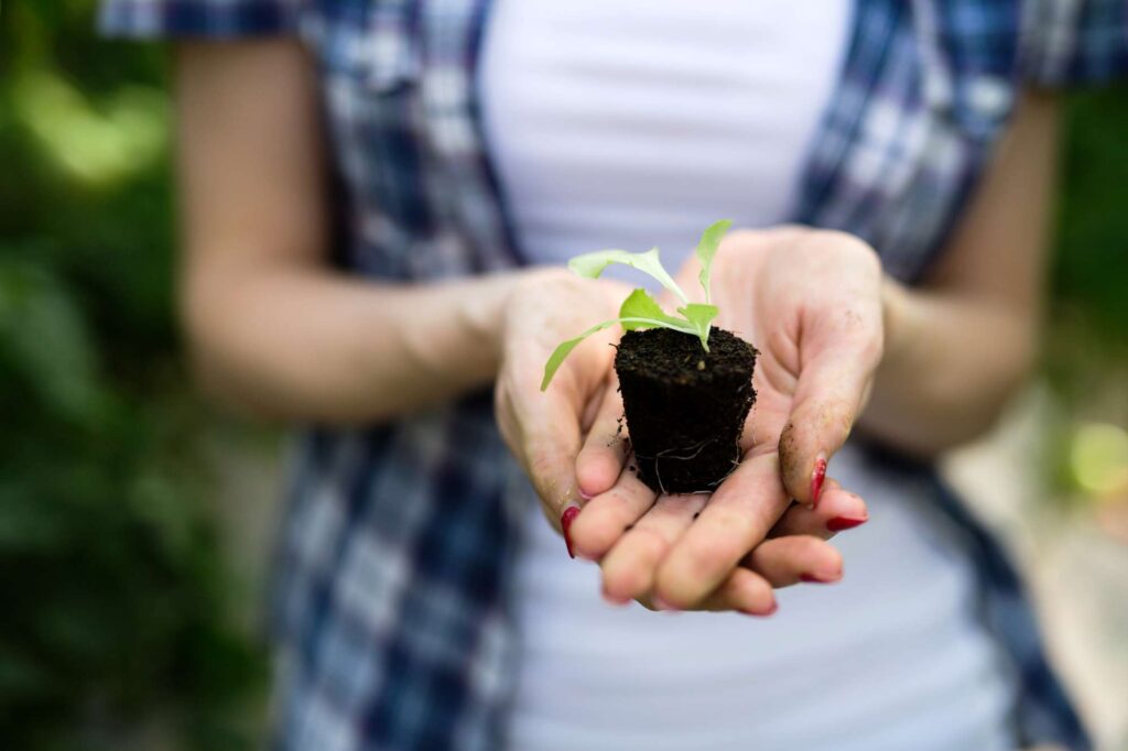 Hands holding a small sprouted plant, representing growth, renewal, to stay faithful without burnout | Heaven Speaks