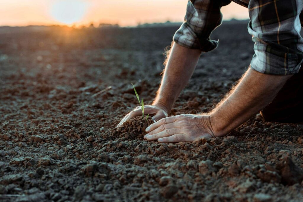 Hands gently planting a young seedling into dark soil at sunrise, symbolizing deep rooting and hidden spiritual growth beneath the surface